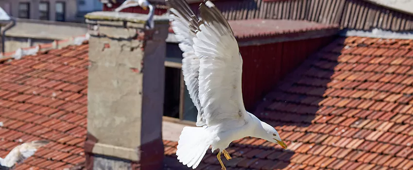 Residential Chimney Animal Removal Solution in Miamisburg, OH